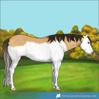 Horse Color:Gray Buckskin Dun Splash 