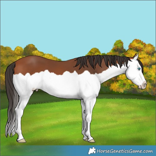 Horse Color:Bay Splash 