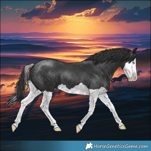 Horse Color:Black Splash 