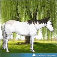 Horse Color:Gray Buckskin Roan Splash