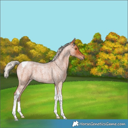 Horse Color:Silver Bay Roan Tobiano 