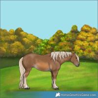 Horse Color:Chocolate Palomino