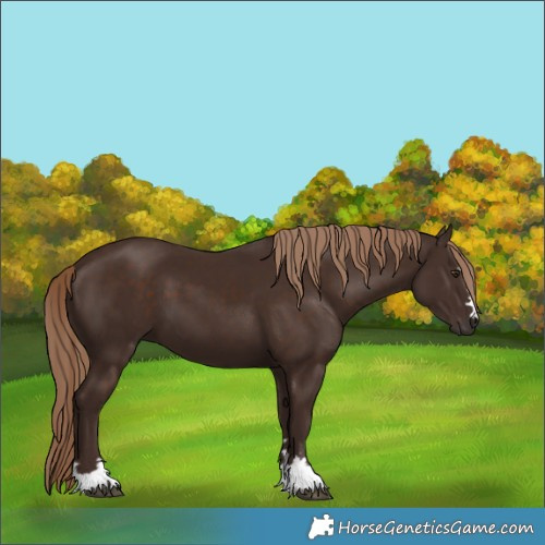 Horse Color:Liver Chestnut 