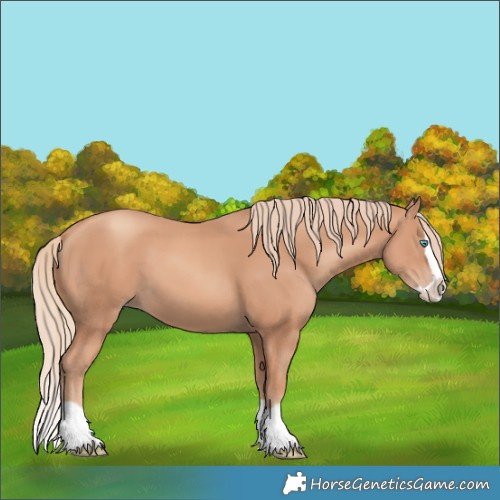 Horse Color:Gold Champagne Splash 