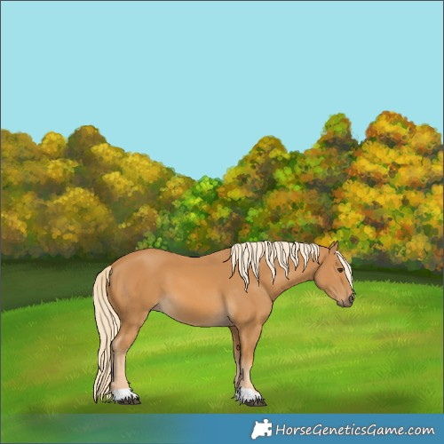 Horse Color:Palomino
