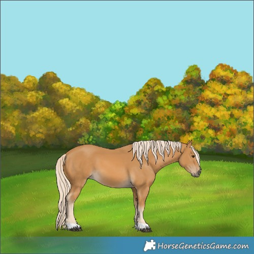 Horse Color:Palomino 