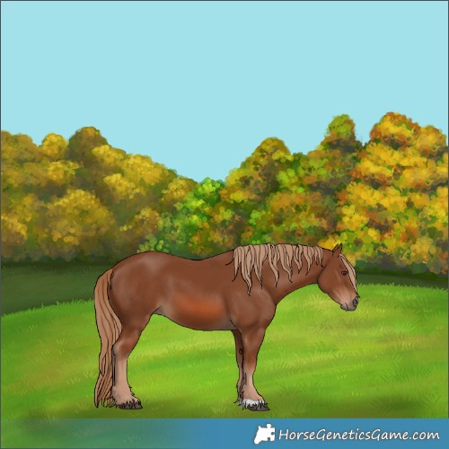 Horse Color:Chestnut 