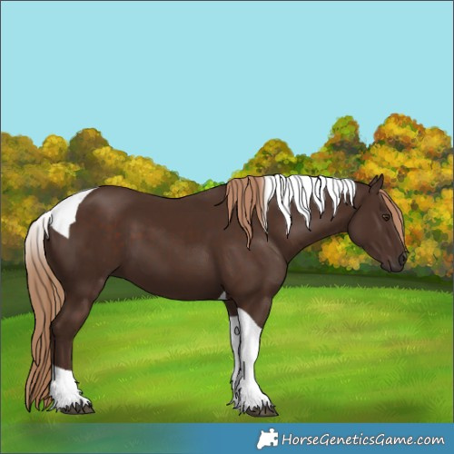 Horse Color:Liver Chestnut Tobiano 