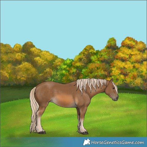 Horse Color:Chocolate Palomino 