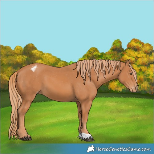 Horse Color:Chestnut Appaloosa 