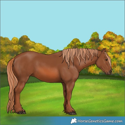Horse Color:Chestnut 