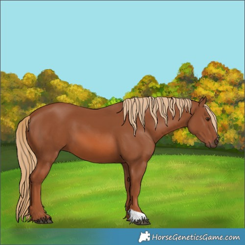 Horse Color:Chestnut 