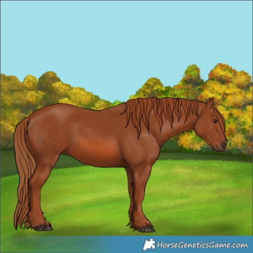 Horse Color:Chestnut 