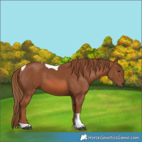 Horse Color:Chestnut Tobiano 