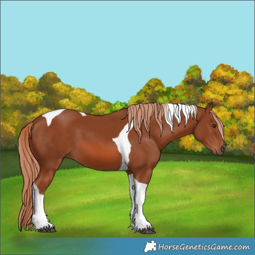 Horse Color:Chestnut Tobiano 