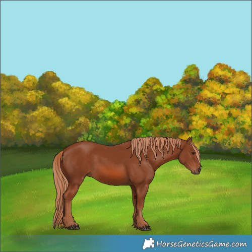 Horse Color:Chestnut 