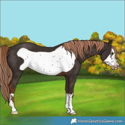 Horse Color:Liver Chestnut Frame Appaloosa 
