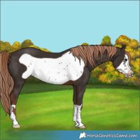 Horse Color:Liver Chestnut Frame Varnish