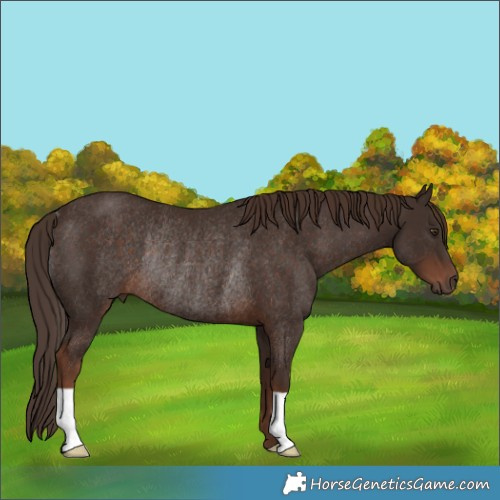 Horse Color:Liver Chestnut Rabicano 