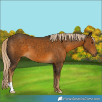 Horse Color:Chocolate Palomino 