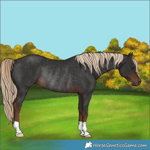 Horse Color:Liver Chestnut Rabicano 
