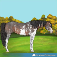 Horse Color:Brown Sabino