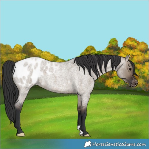 Horse Color:Brown Roan Dun Appaloosa