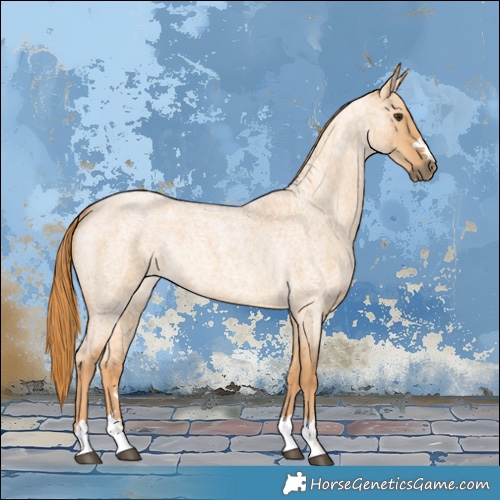 Horse Color:Red Dun Roan 