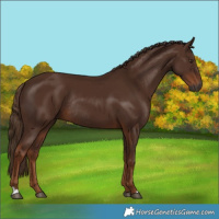 Horse Color:Gray Chestnut Rabicano