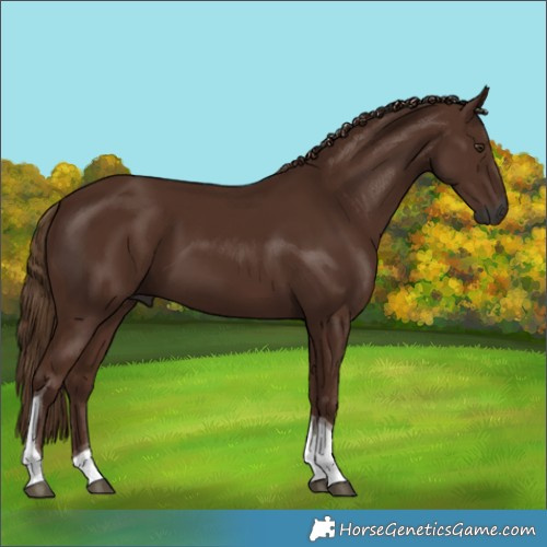 Horse Color:Gray Chestnut Tobiano 