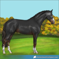 Horse Color:Gray Liver Chestnut 