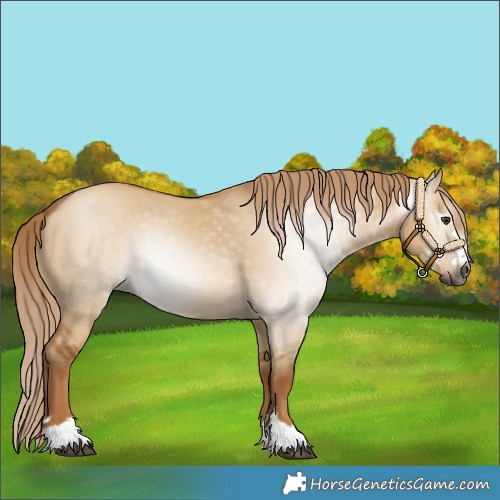 Horse Color:Gray Red Dun 