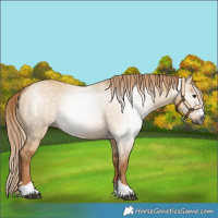 Horse Color:Gray Red Dun 