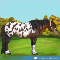 Horse Color:Brown Tobiano Appaloosa 