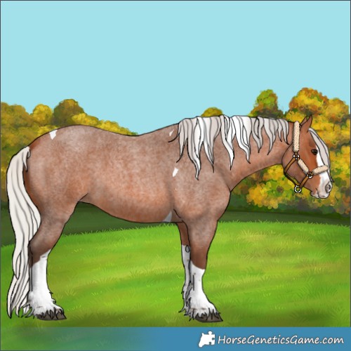 Horse Color:Silver Bay Roan Splash Tobiano 