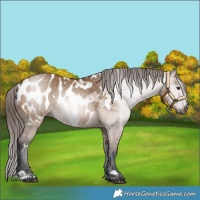 Horse Color:Gray White Spotted Bay Dun Blanket 