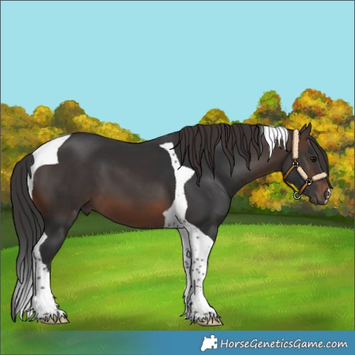 Horse Color:Brown Tobiano 