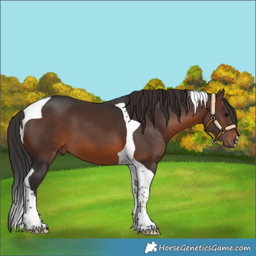 Horse Color:Brown Tobiano 