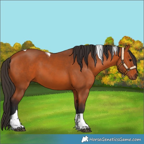 Horse Color:Bay Tobiano 