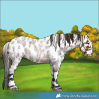 Horse Color:White Spotted Bay Roan Leopard 