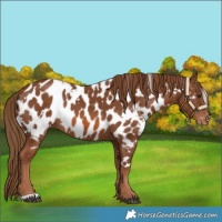 Horse Color:White Spotted Chestnut Near Leopard 