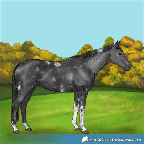 Horse Color:Black Tobiano 