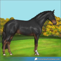 Horse Color:Gray Liver Chestnut 