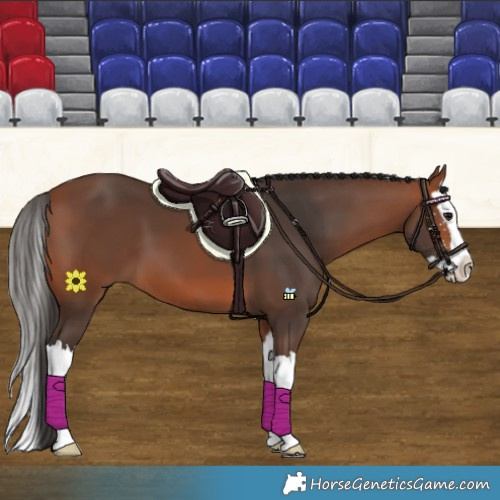 Horse Color:Bay Sabino Splash