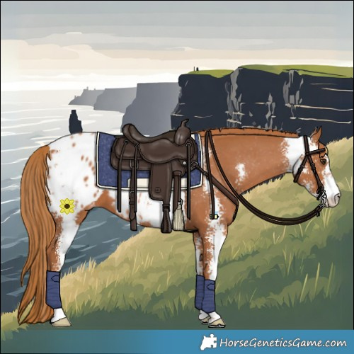 Horse Color:Chestnut Sabino Blanket 