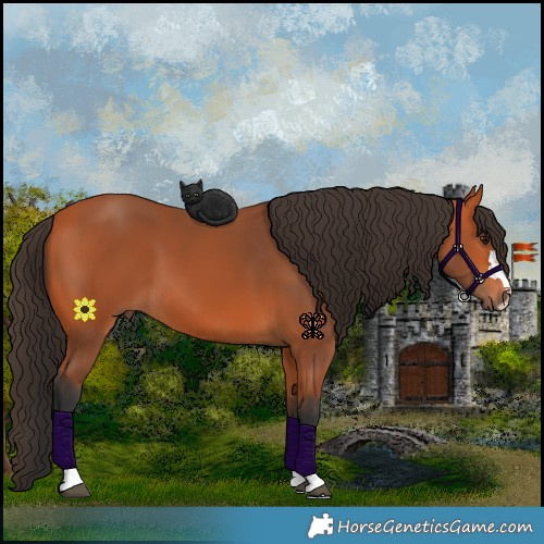 Horse Color:Bay 