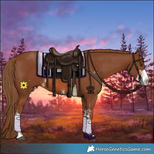 Horse Color:Chestnut Sabino 