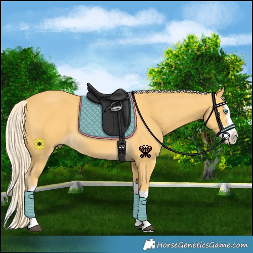 Horse Color:Palomino Sabino Splash