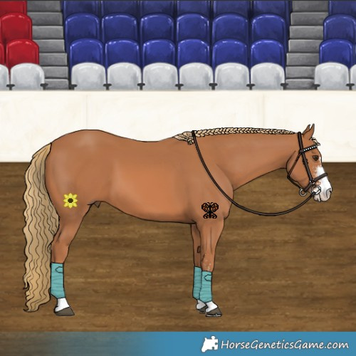Horse Color:Chestnut Sabino 