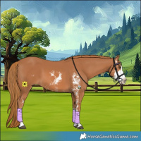 Horse Color:Chestnut Sabino 